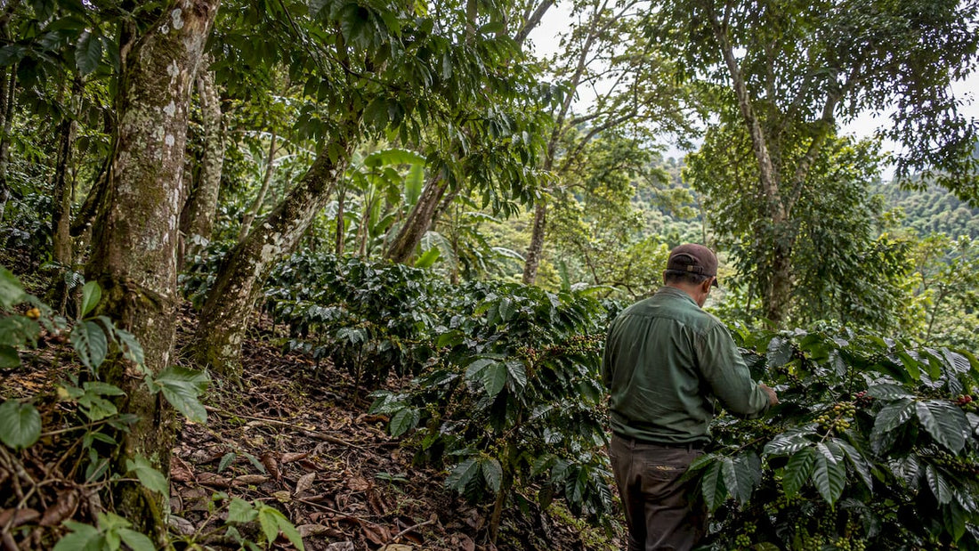 Shade coffee agroforest with layered tree canopy